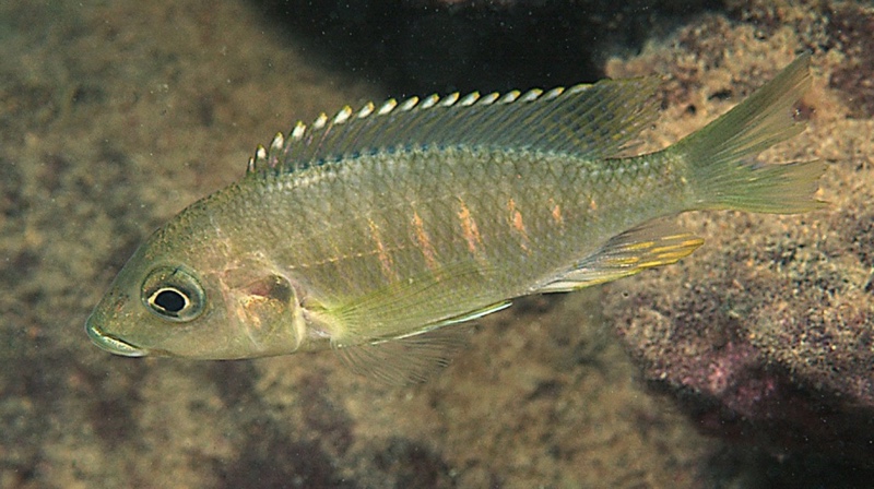 Placidochromis sp. 'chinyankwazi' Chinyankwazi Island